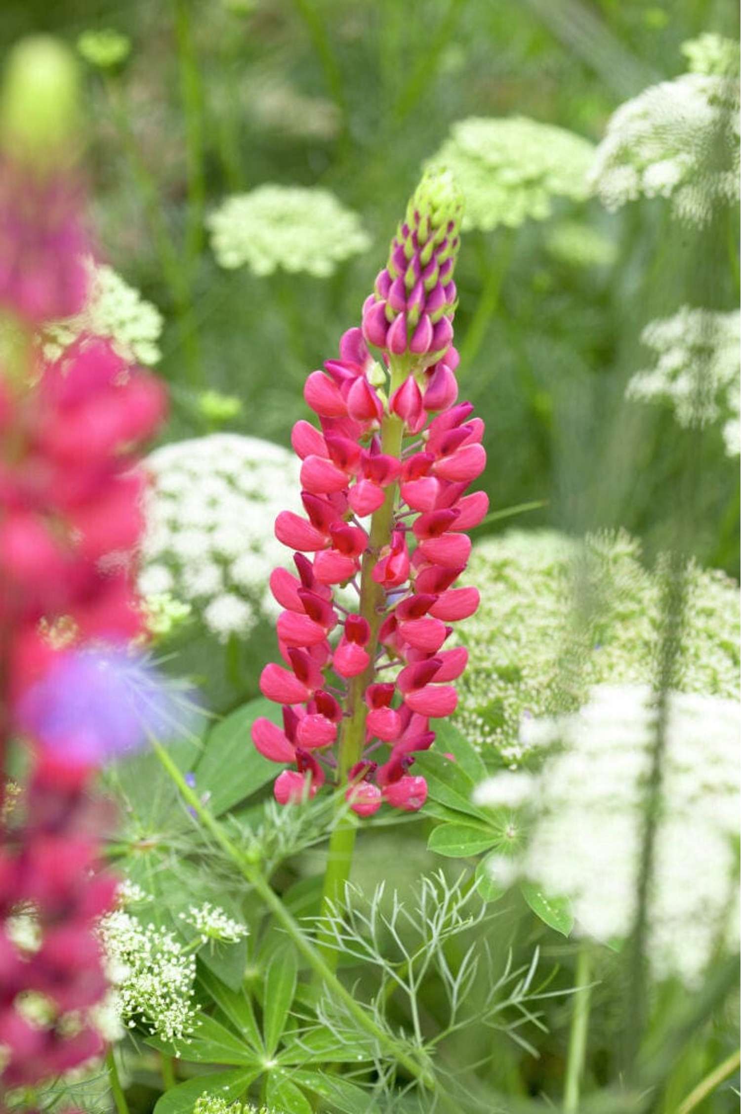 Lupine 'The Pages'